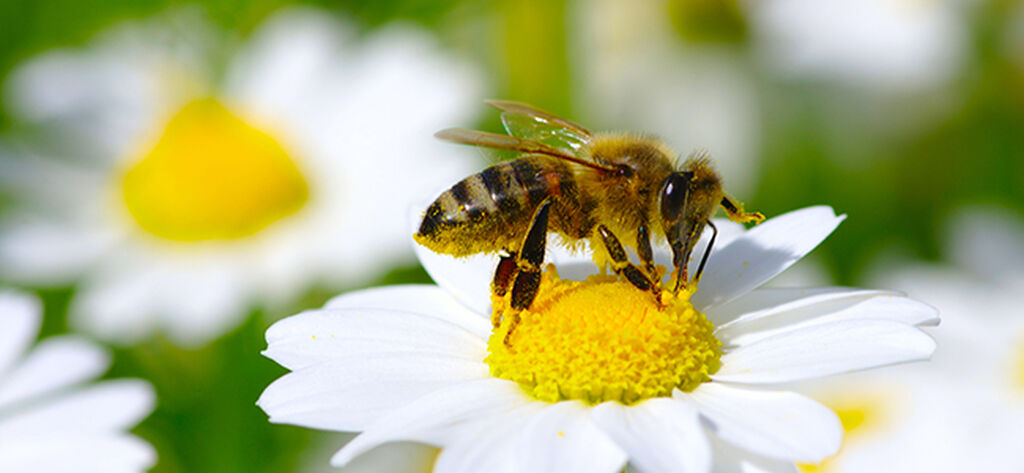 Växter som gynnar bin och pollinering