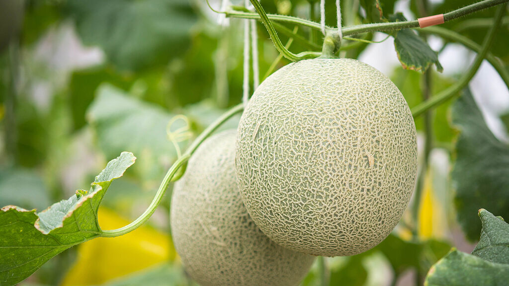Meloner – odla dina egna