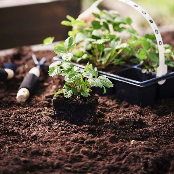 Jordskola – bästa möjliga jord till dina växter