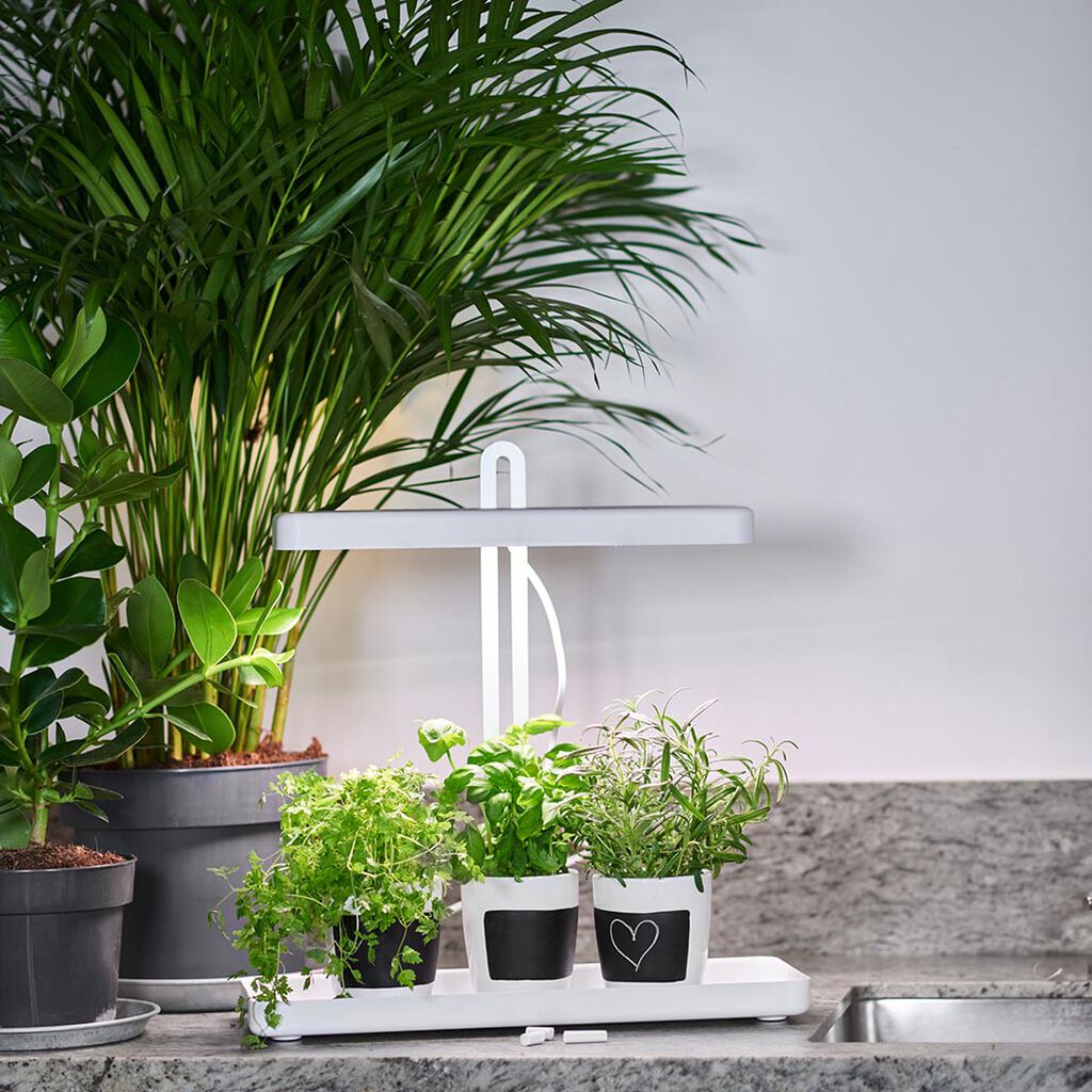Växtbelysning – fakta och tips om växtljus och växtlampor