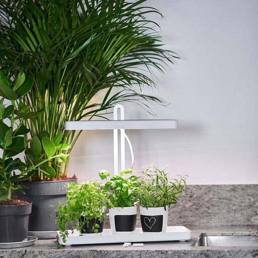 Växtbelysning – fakta och tips om växtljus och växtlampor