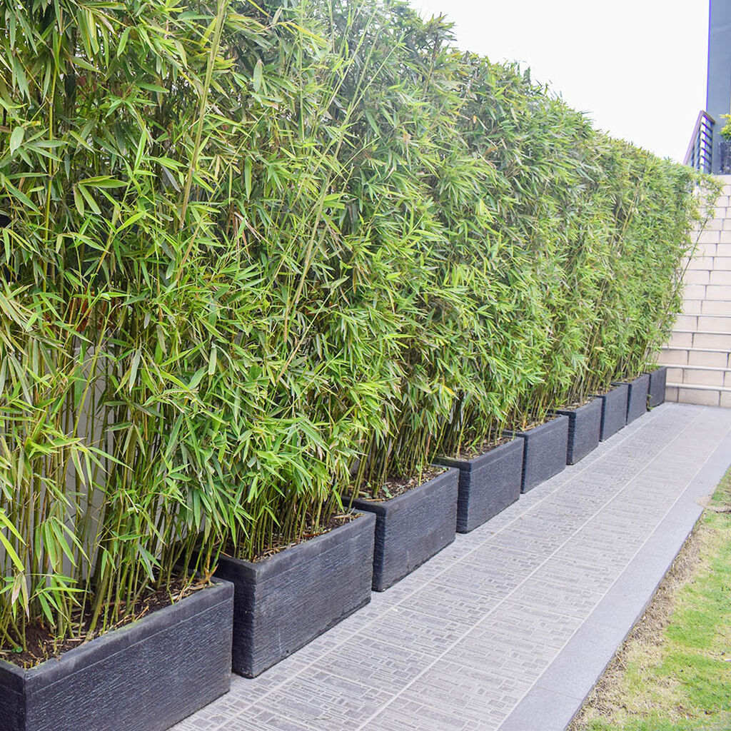 Bambu – plantering och skötsel