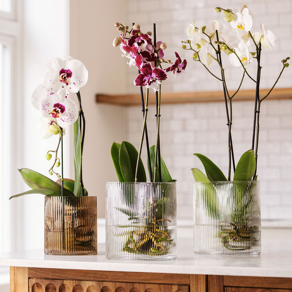 Orkidé i vatten – så gör du