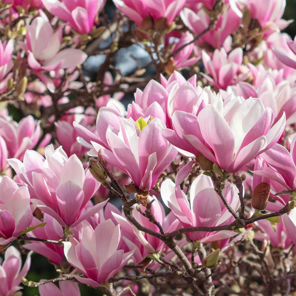 Magnolia – plantering och skötsel