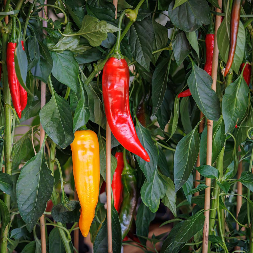 Chili – odla din egen