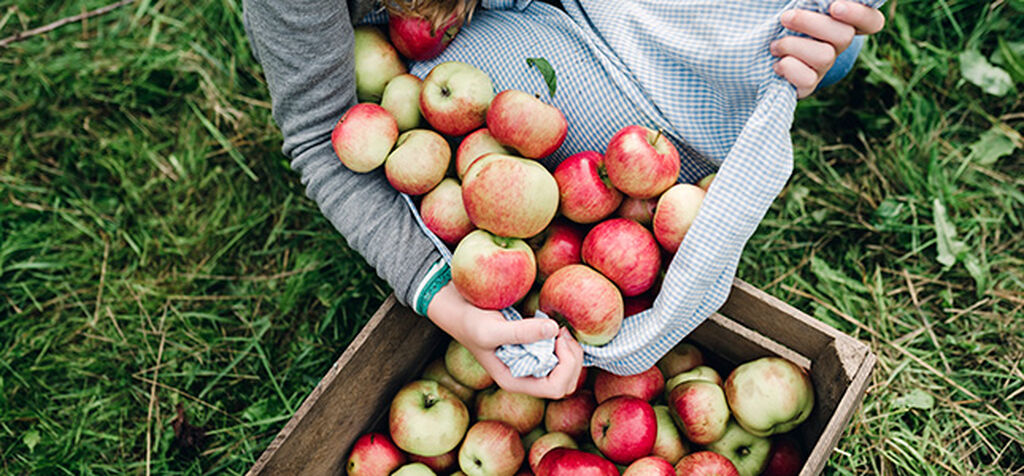 Äpple – odla dina egna