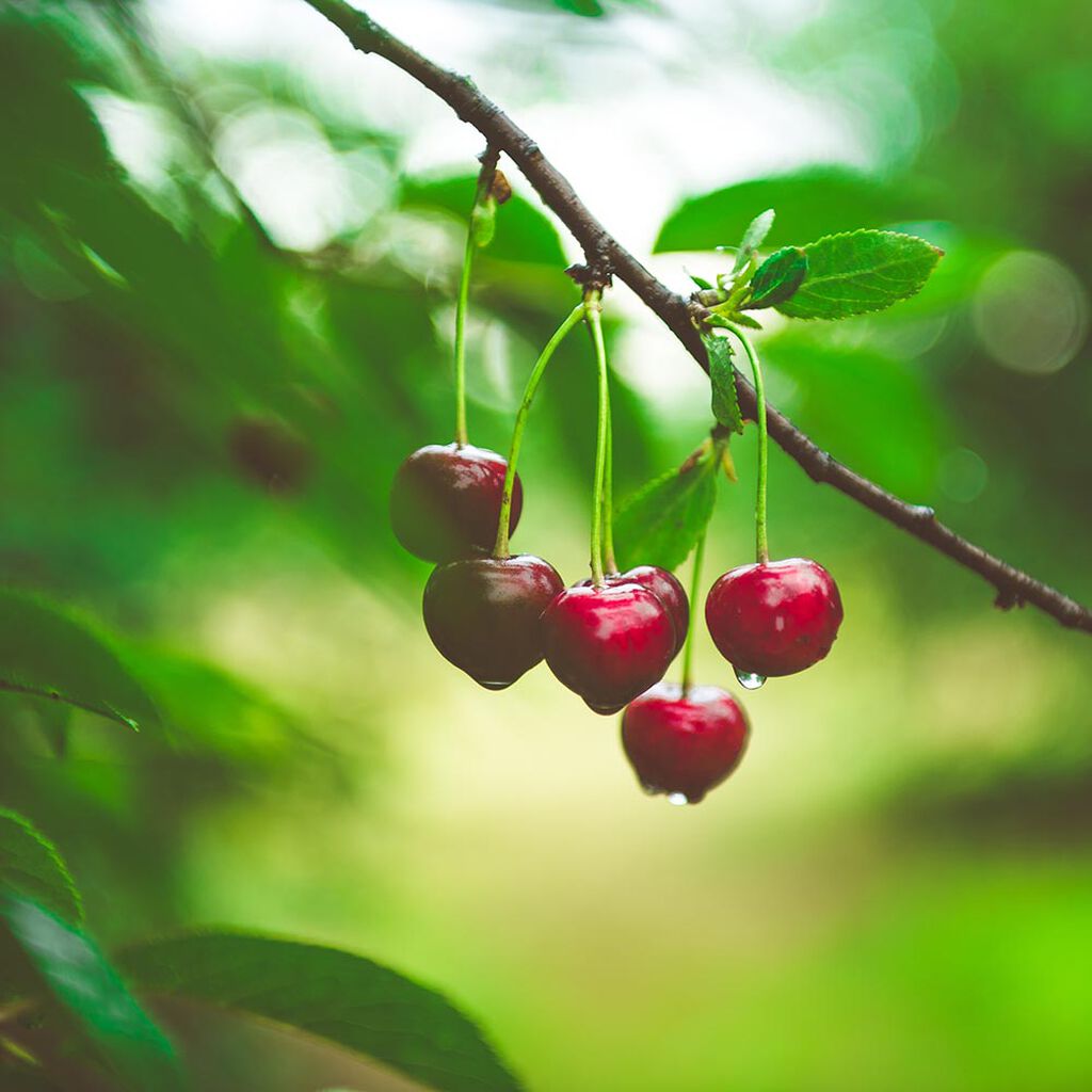 Körsbärsträd – plantering och skötsel