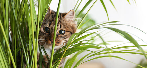 Dessa växter är giftiga för katter och hundar