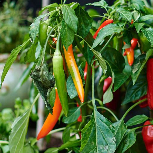 Chili – från stark till mild, vilka sorter ska du odla?