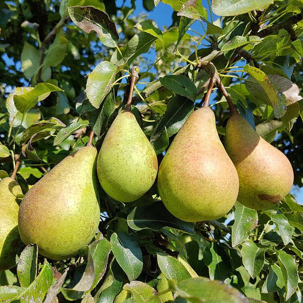 Välja päronträd - Tips & råd om olika sorter