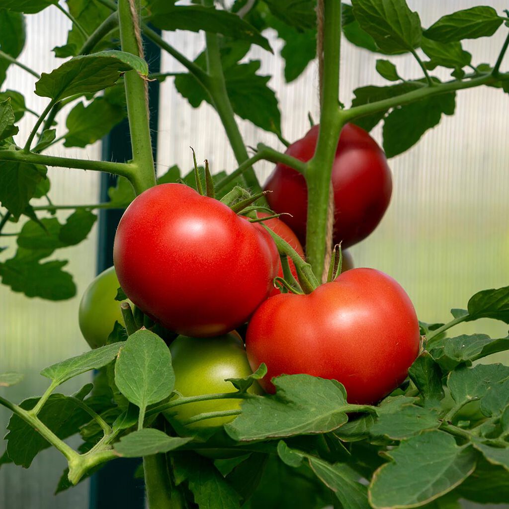 Tomater – odla dina egna