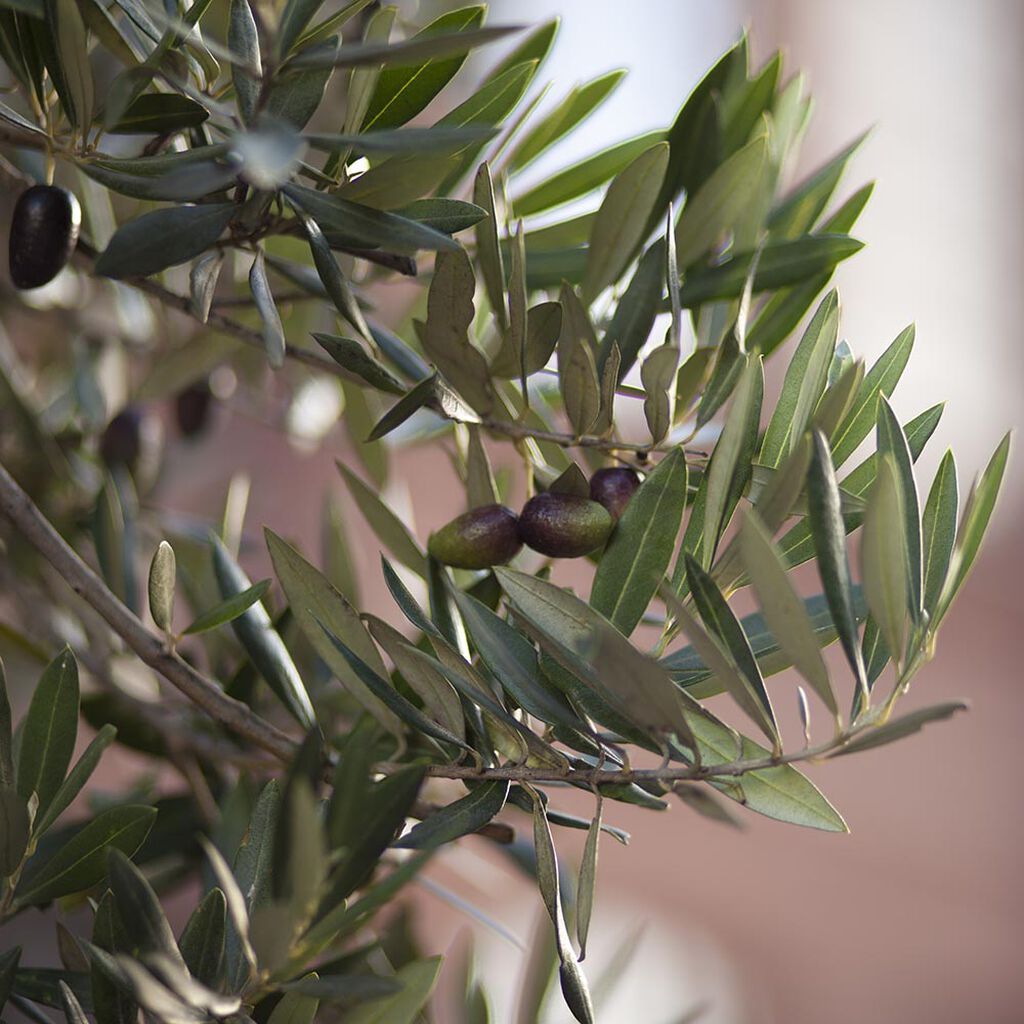 Olivträd – plantering och skötsel