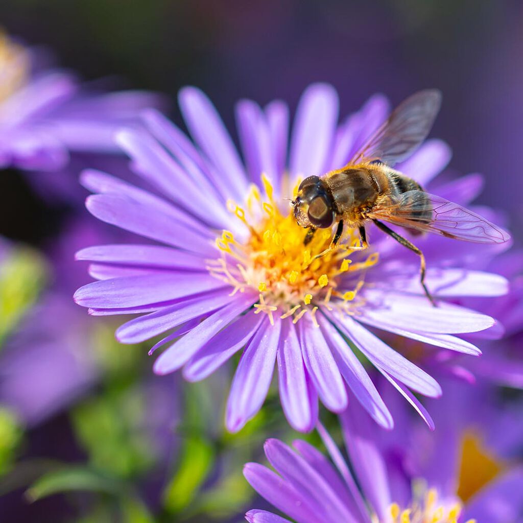 Växter som gynnar bin och pollinering