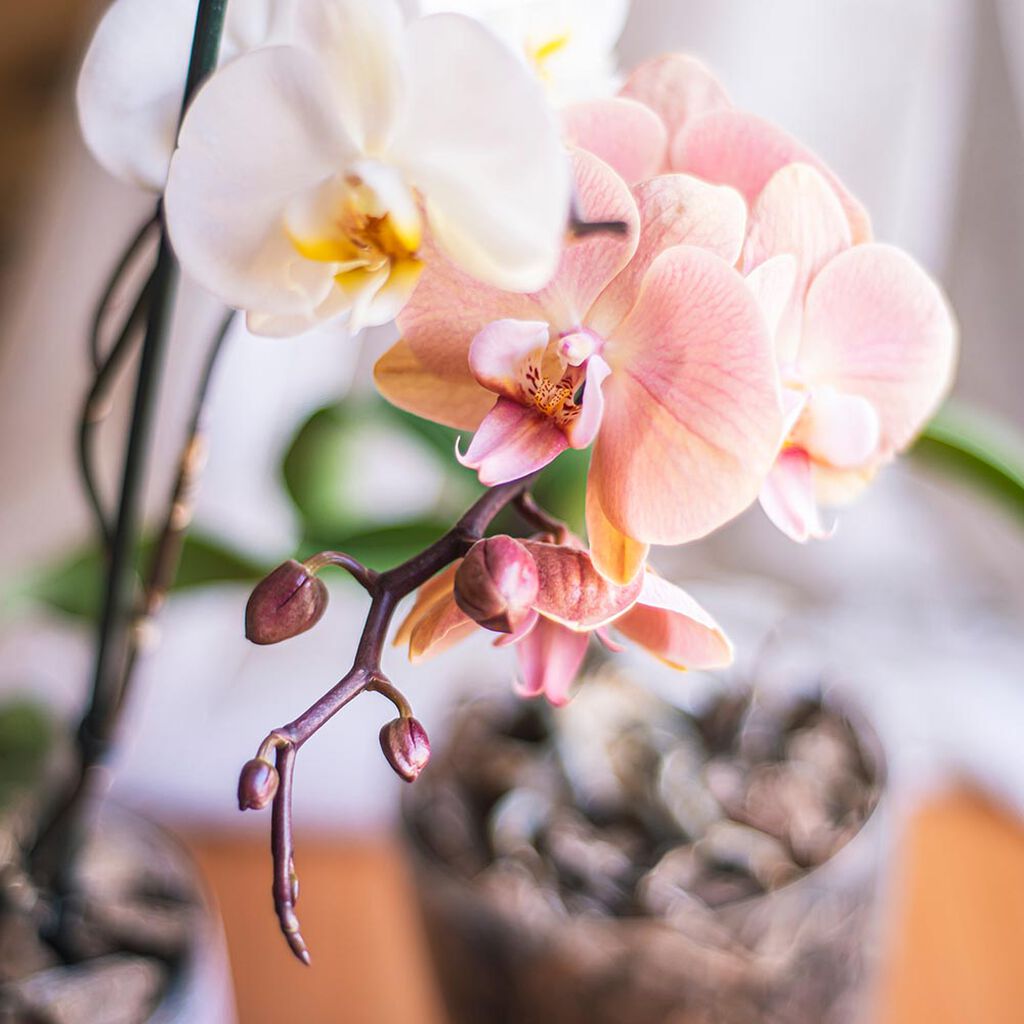 Orkidéer – nya sätt att arrangera dem