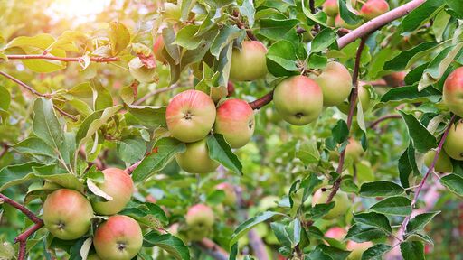 Pollineringsschema för äppelträd