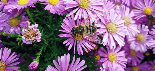 Bjud in pollinerare till höstträdgården