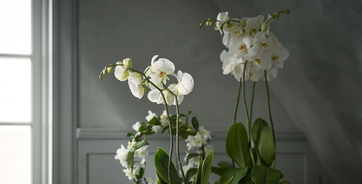 En lyxig orkidé eller fräscha snittblommor till nyårsfesten