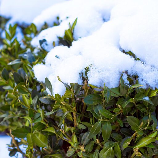 Vintergröna buskar – så lyckas du