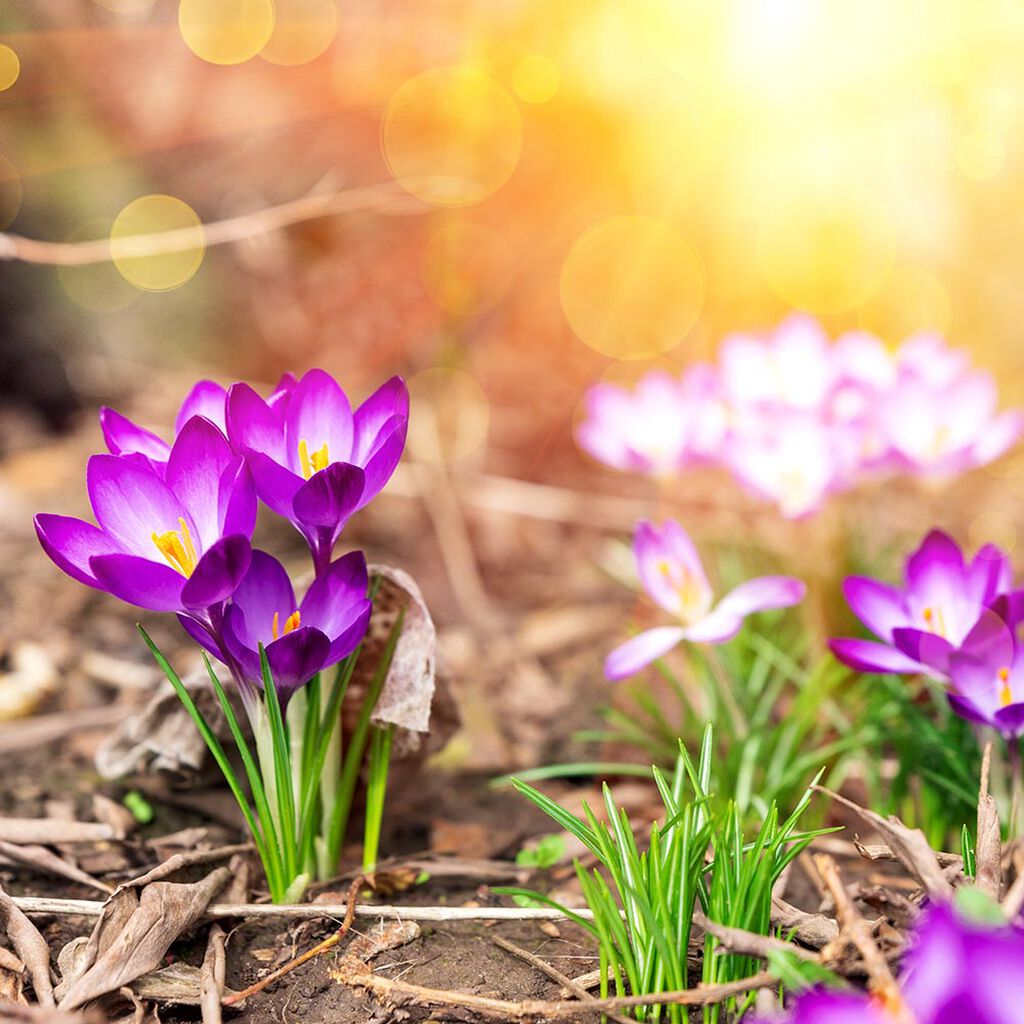 Trädgårdskalender – detta kan du göra i trädgården på våren