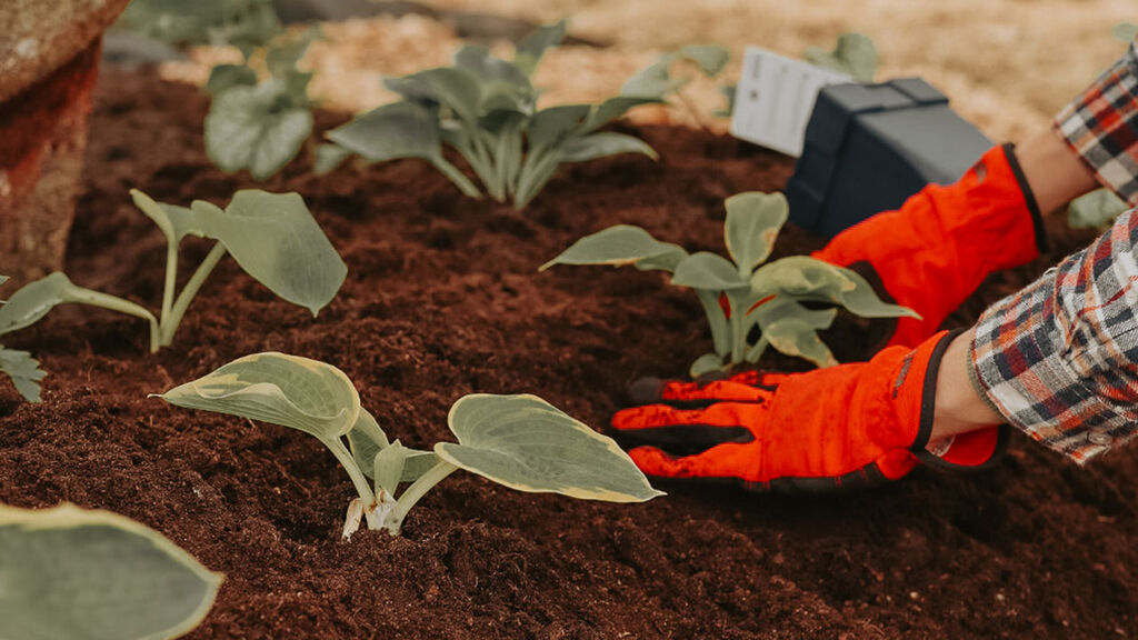 No Dig perennplantering – anlägg en rabatt utan att gräva