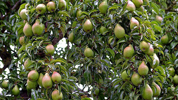 Tips om päronträd