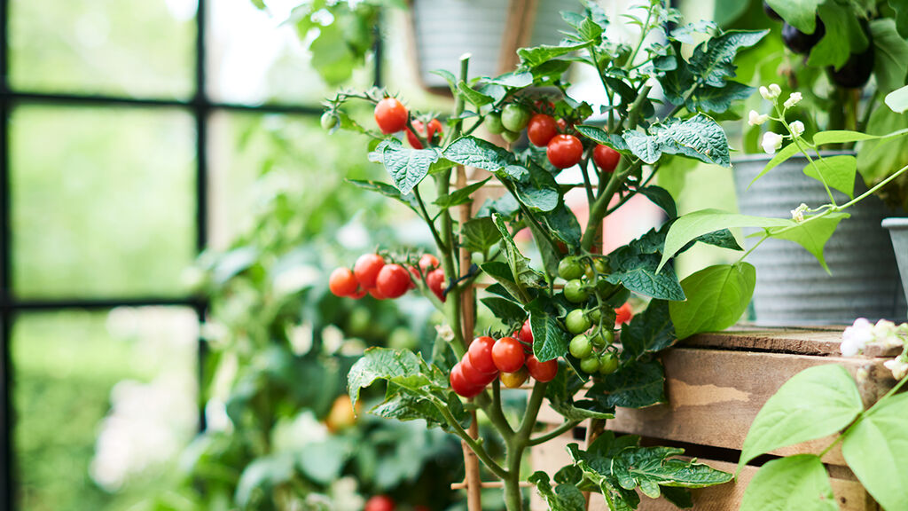 Tomater – odla dina egna