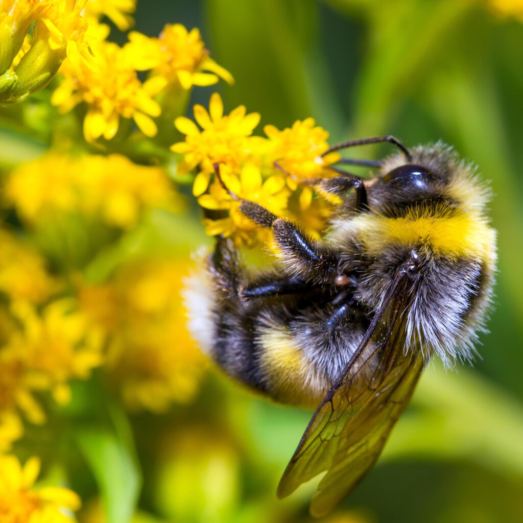 Hjälp pollinerarna i trädgården och få större skörd