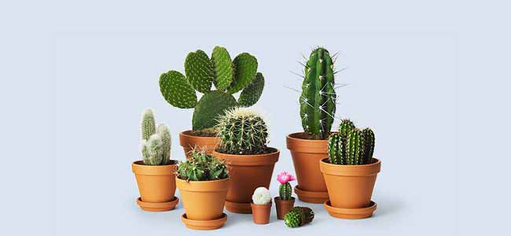 Kaktus – fakta och sködselråd