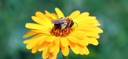 Hjälp pollinerarna i trädgården och få större skörd