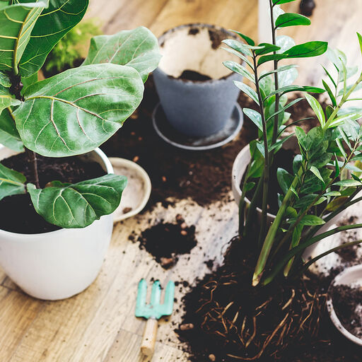 Välj rätt jord och gödsel till dina inomhusväxter