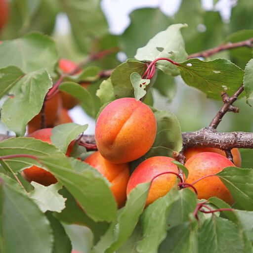 Aprikosträd