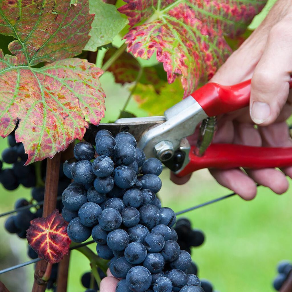 Vindruvor – odla dina egna