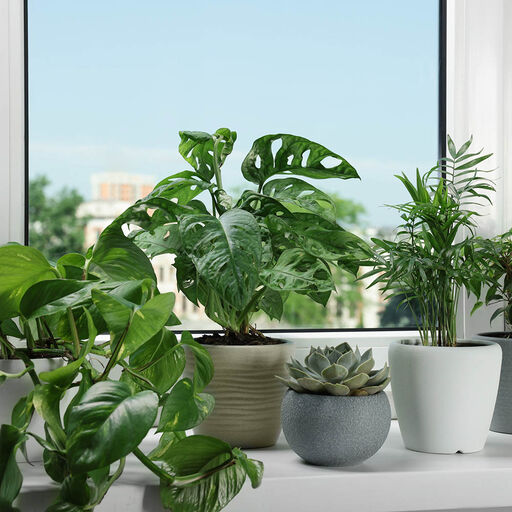 Härliga växter för alla fönster