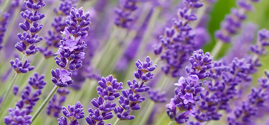 Lavendel – så lyckas du