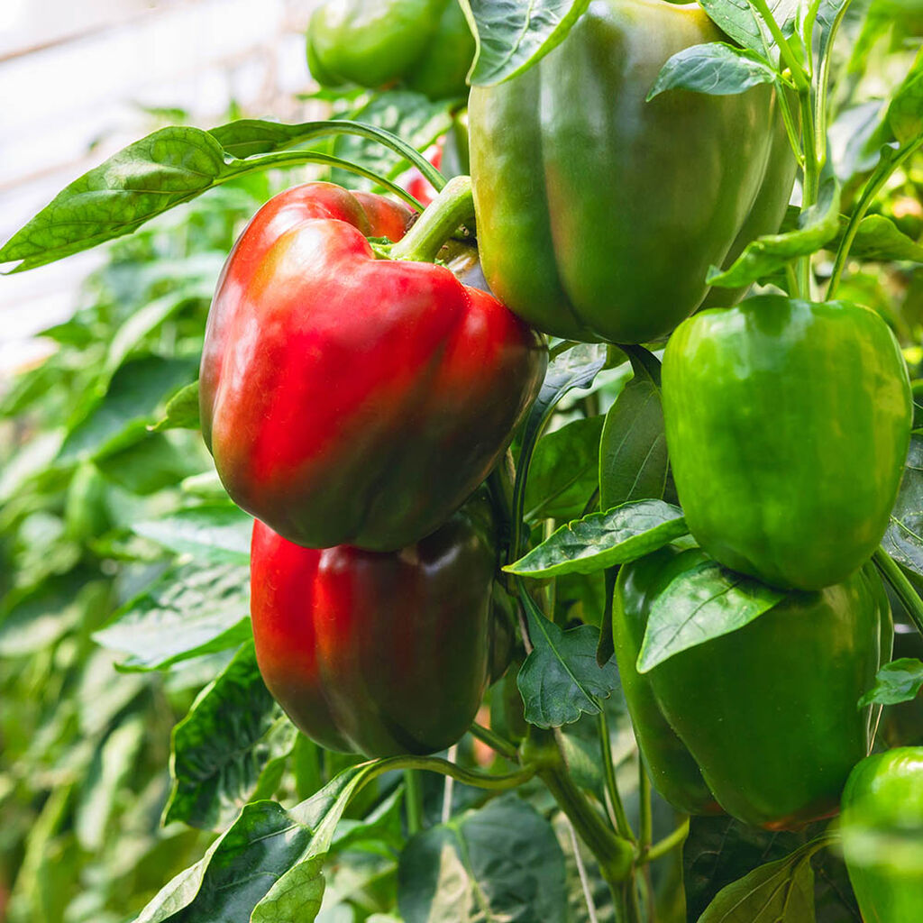 Paprika och chili – odla din egen