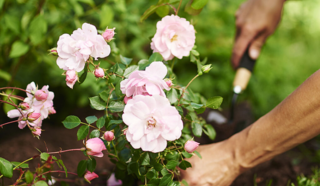 Plantera rosor i trädgården