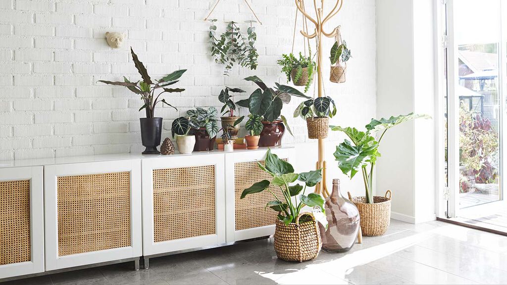 Möblera grönt med växter högt och lågt
