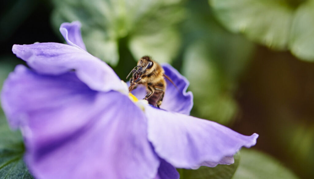 Locka pollinerare till din odling