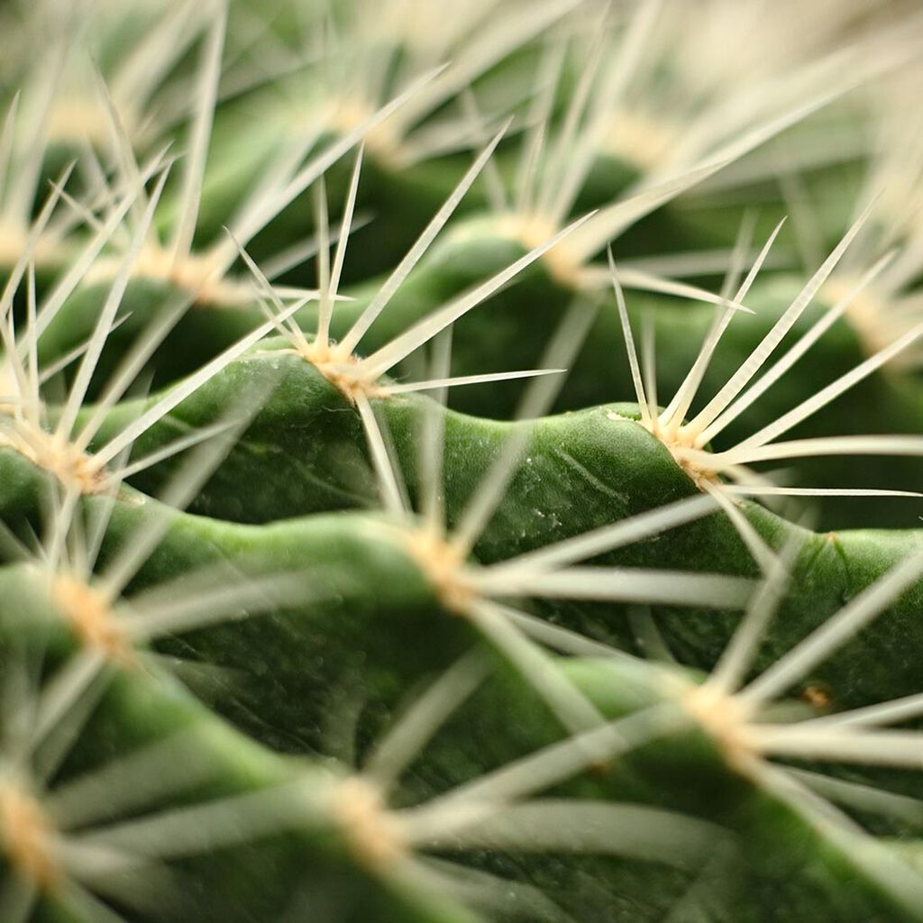 Kaktus – fakta och skötselråd