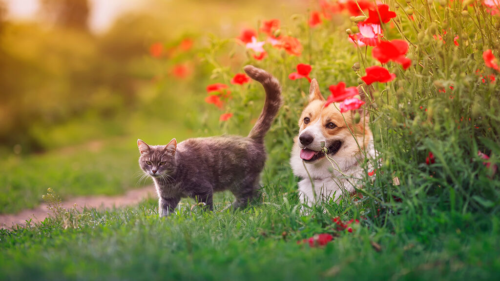 du en härlig trädgård för hund och katt | Plantagen