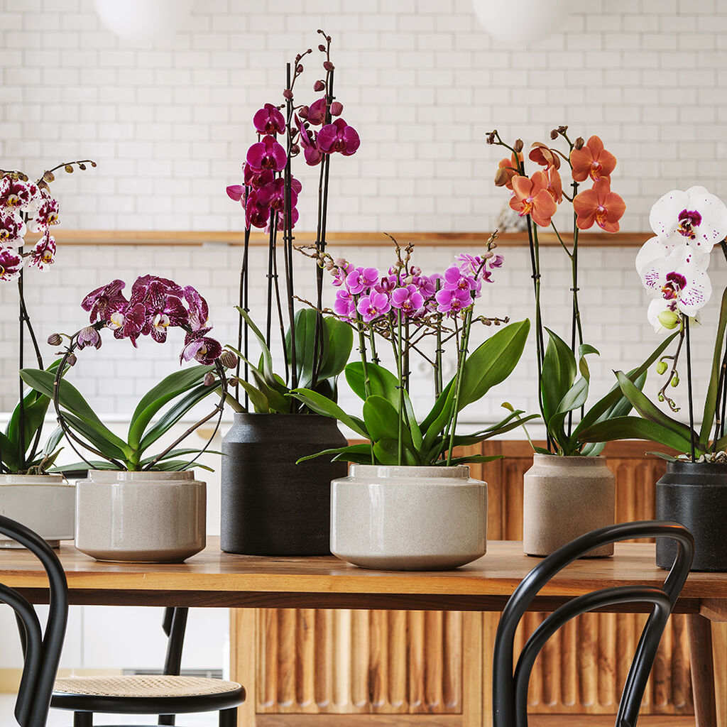 Orkidé – fakta och skötselråd