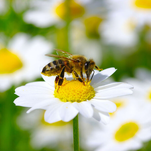 Guide: Växter som gynnar bin och pollinering