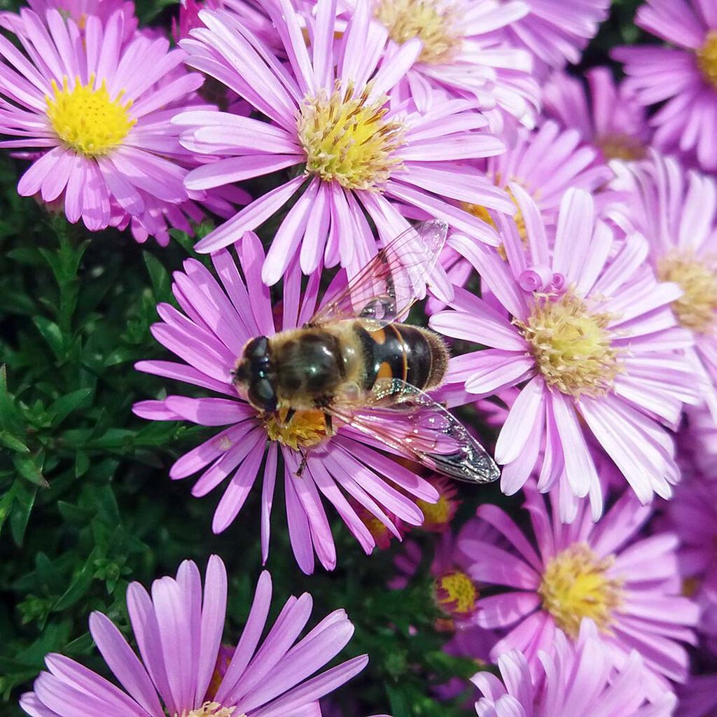 Bjud in pollinerare till höstträdgården