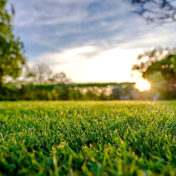 Sköta gräsmatta: Gödsel, vertikalskärning och dylikt för en grön gräsmatta