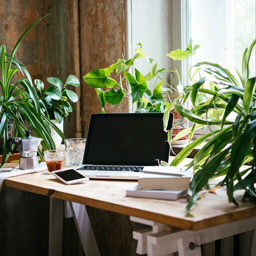 Sju växter som gör din arbetsmiljö produktivare