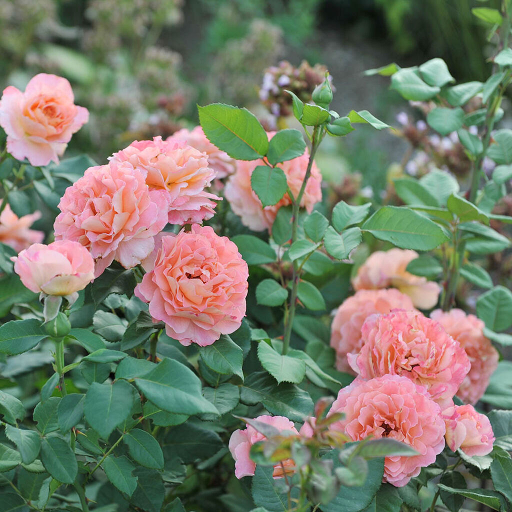 Rosor i trädgården – plantering och skötsel