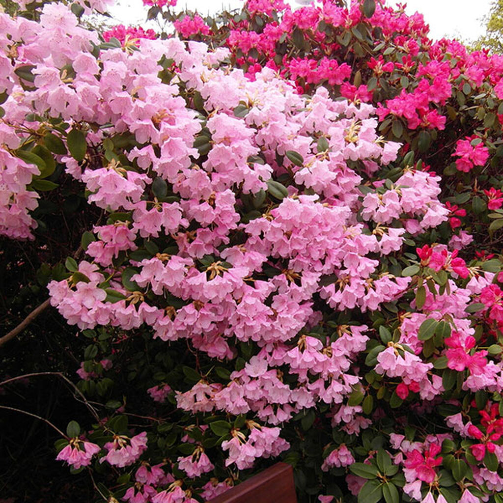 Rhododendron – plantering och skötsel