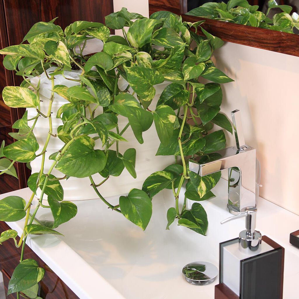 Växter i badrummet piggar upp