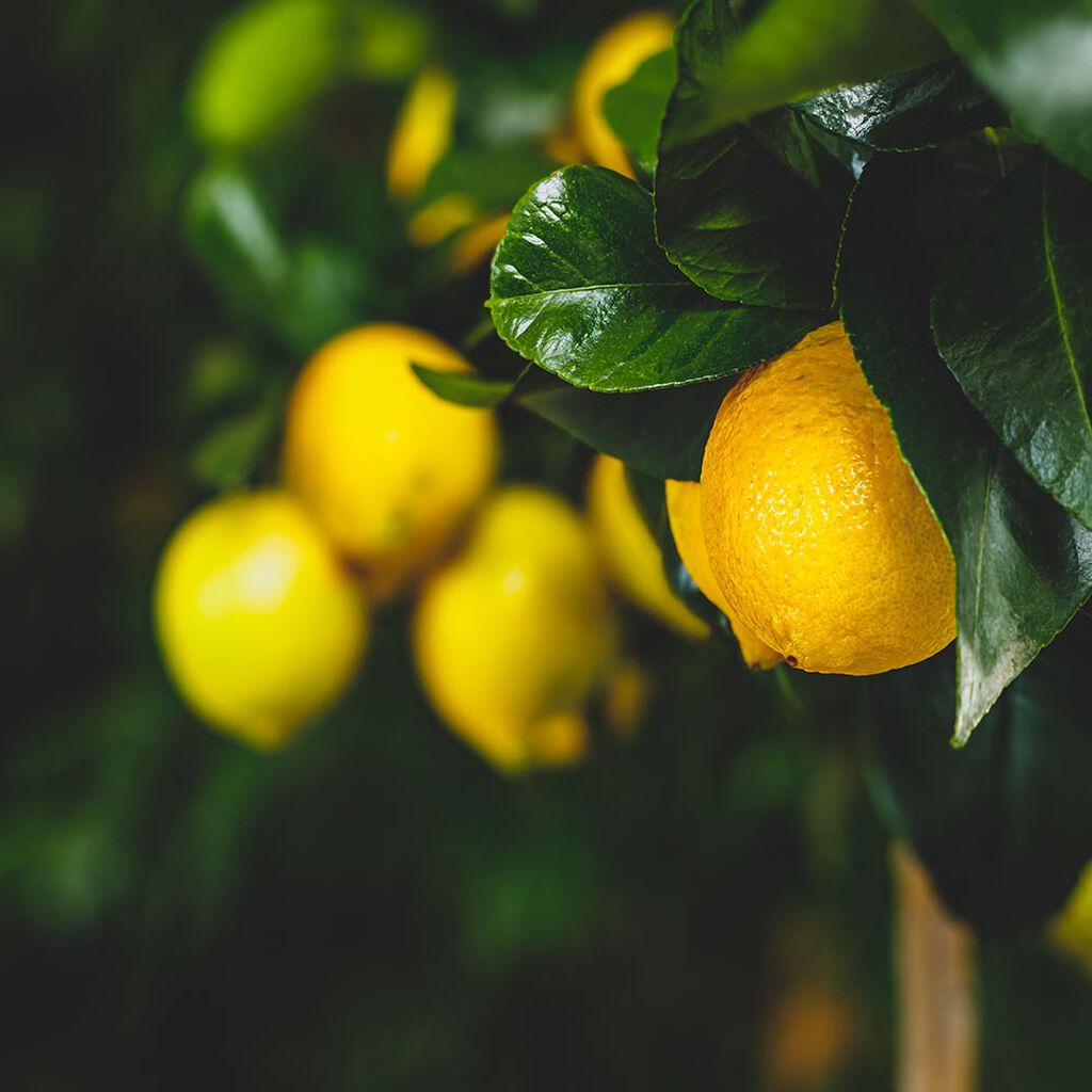 Citronträd – plantering och skötsel