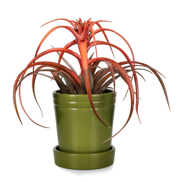 Tillandsia på stjälk, Grön/röd, 32cm, konstgjord växt